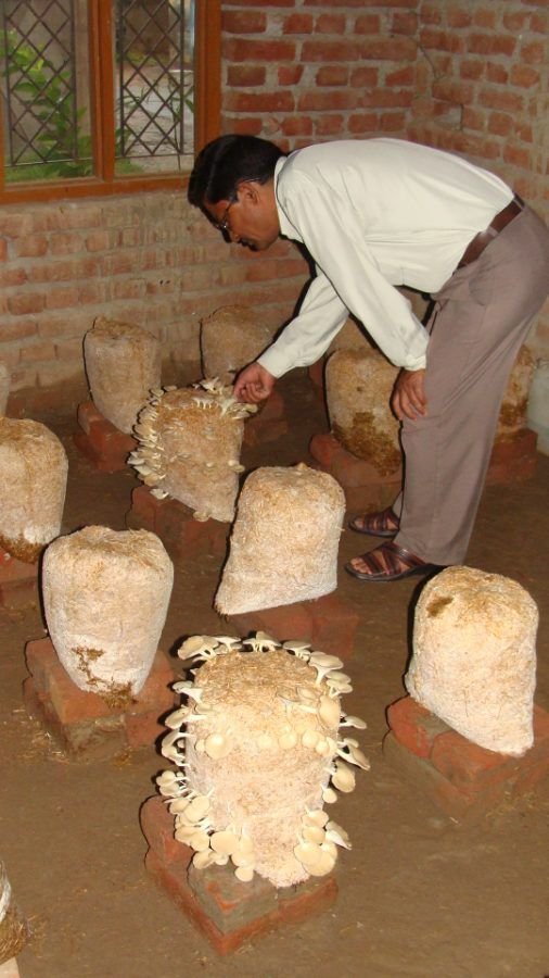 A trainer inspecting oyster mushroom growth on straw beds in a village production shed