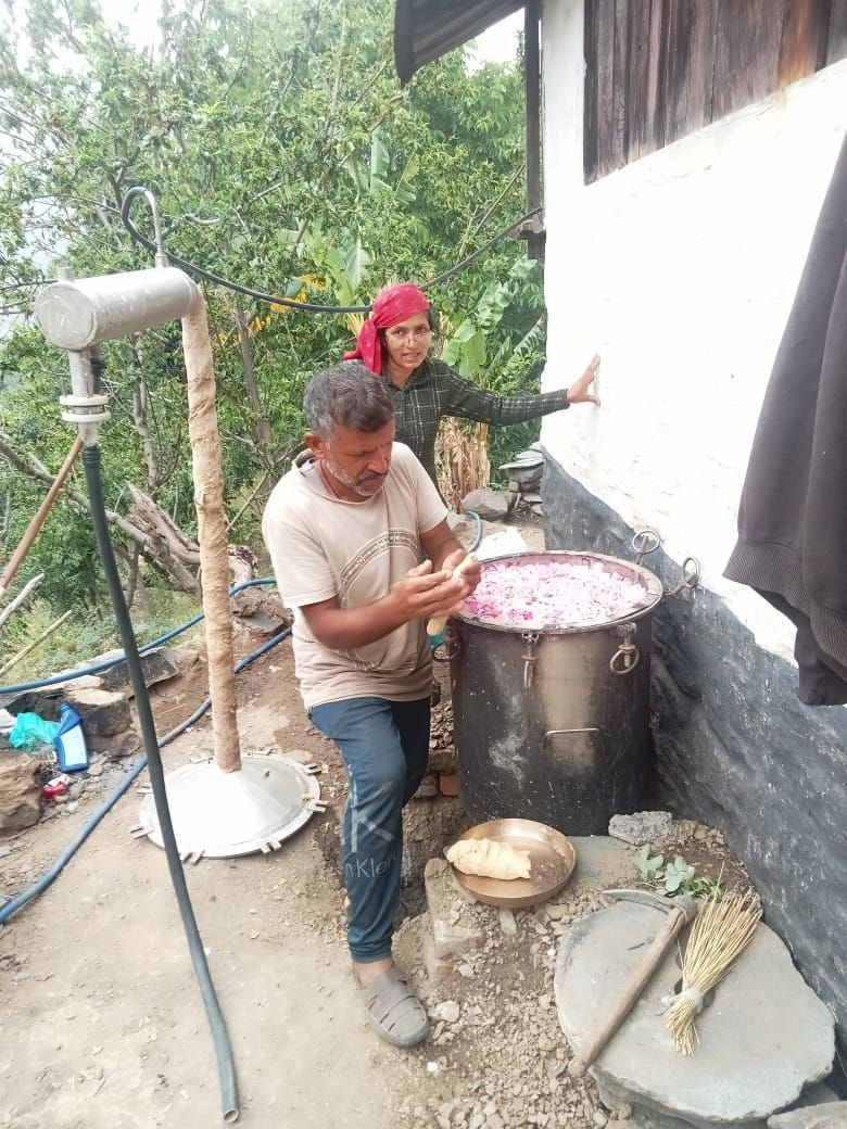 Rose petals being loaded into a distillation vessel by a farming household in the hills