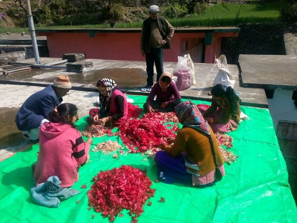 An organic farming demonstration plot raised with participating households