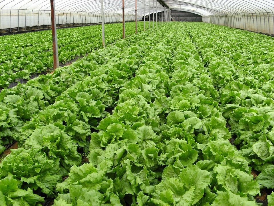 A polyhouse vegetable plot raised under a rural livelihood promotion project